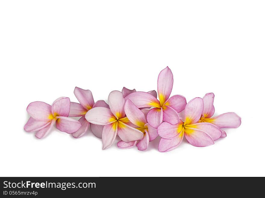 Frangipani  on white background. Frangipani  on white background