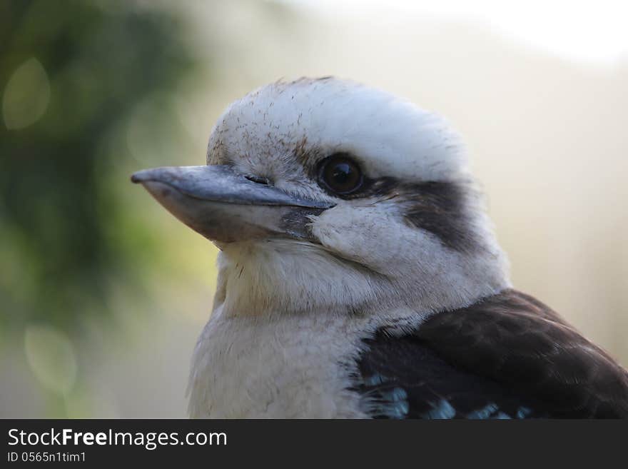 Australian Kookaburra