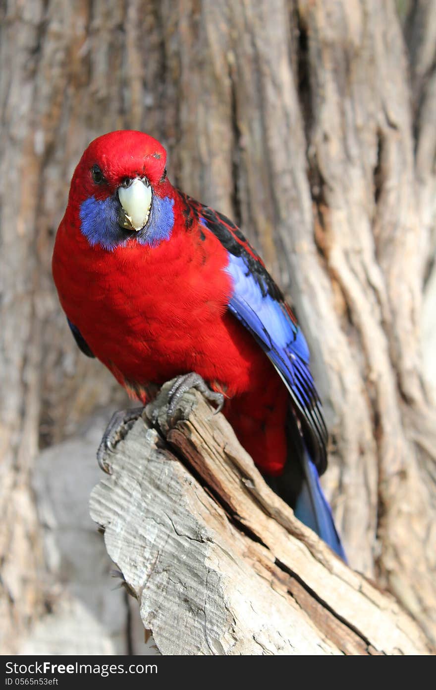 Australian Crimson Rosella