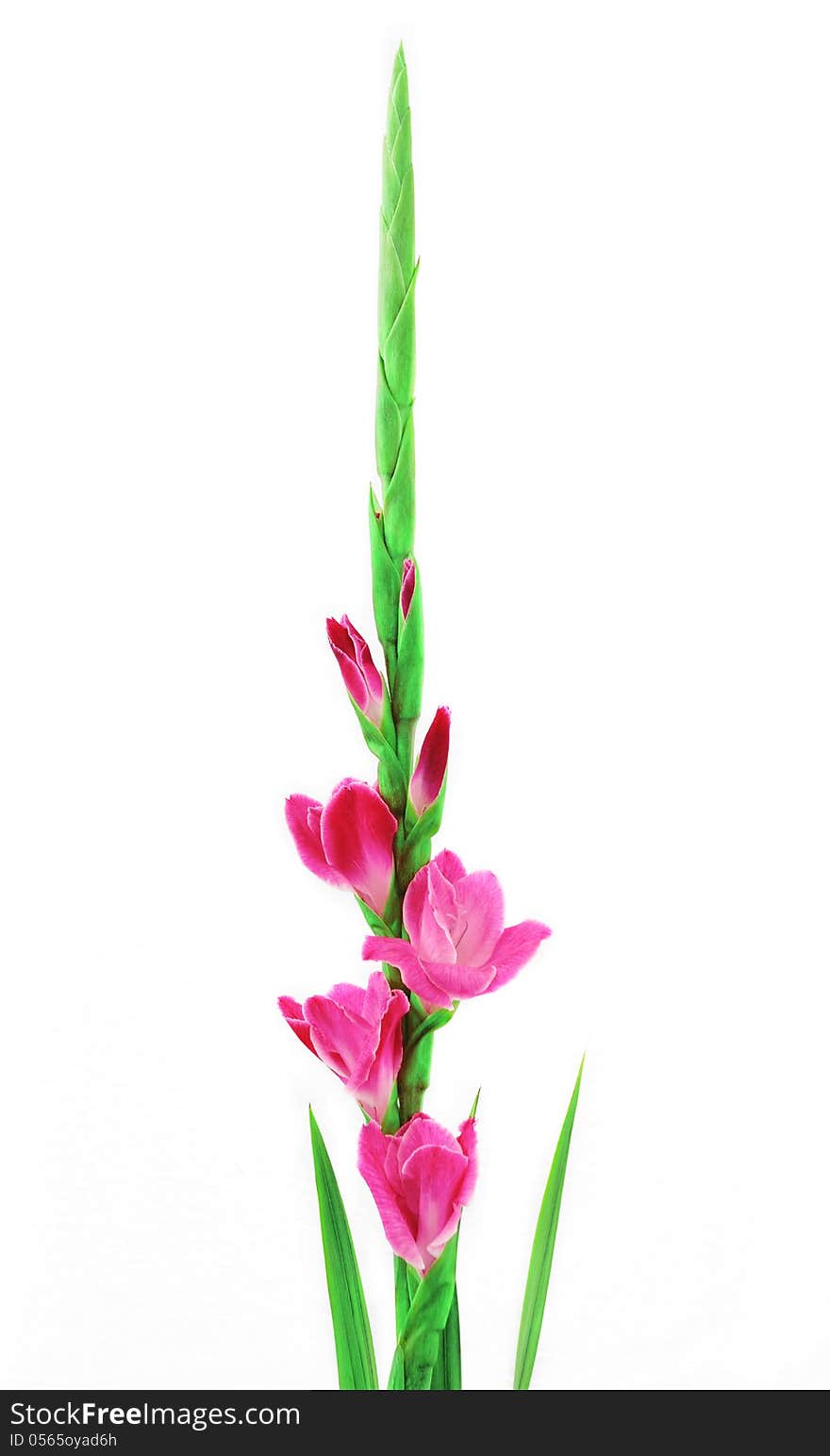 Pink gladioli in china