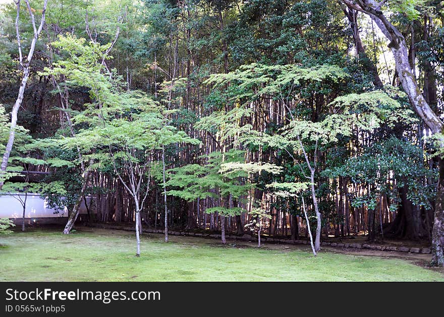 Japanese garden in the temple, Kyoto, Japan