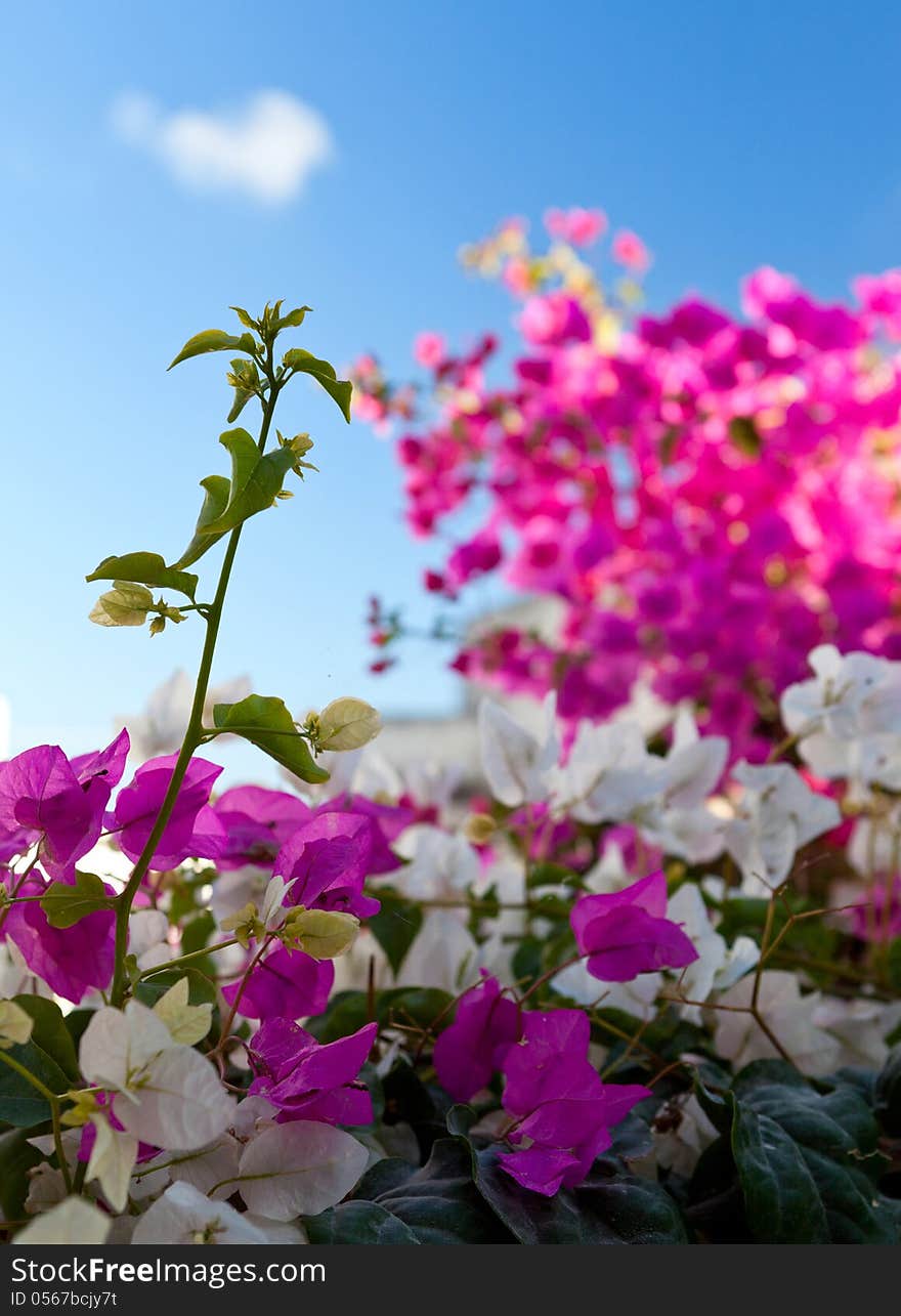 Santorini bougainvillea