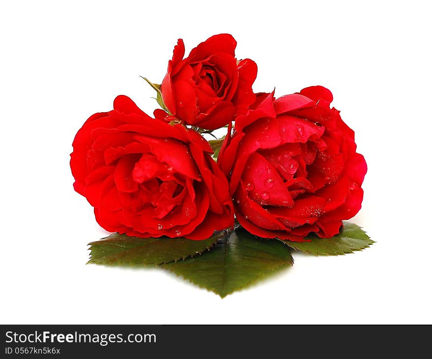 Three red roses on a white background