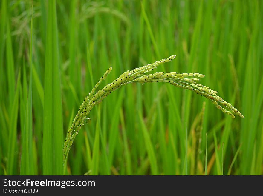 Stalk of rice paddy irrigation of field