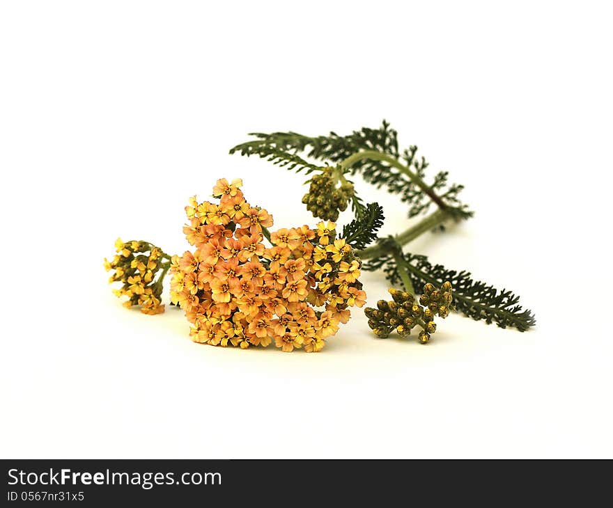 Yarrow herb isolated on white background