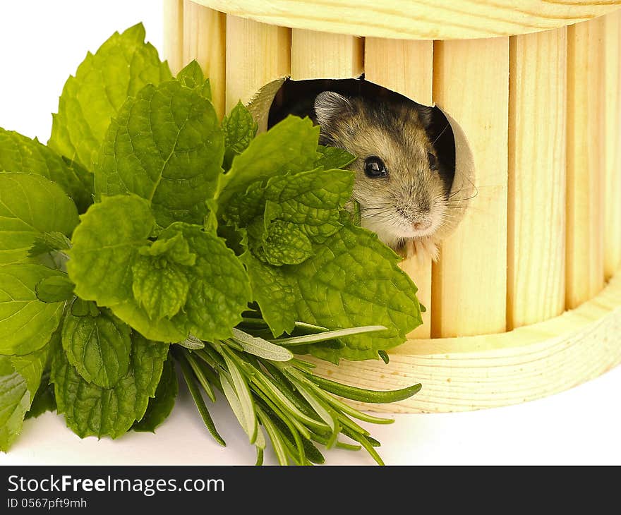 Small hamster on a white background