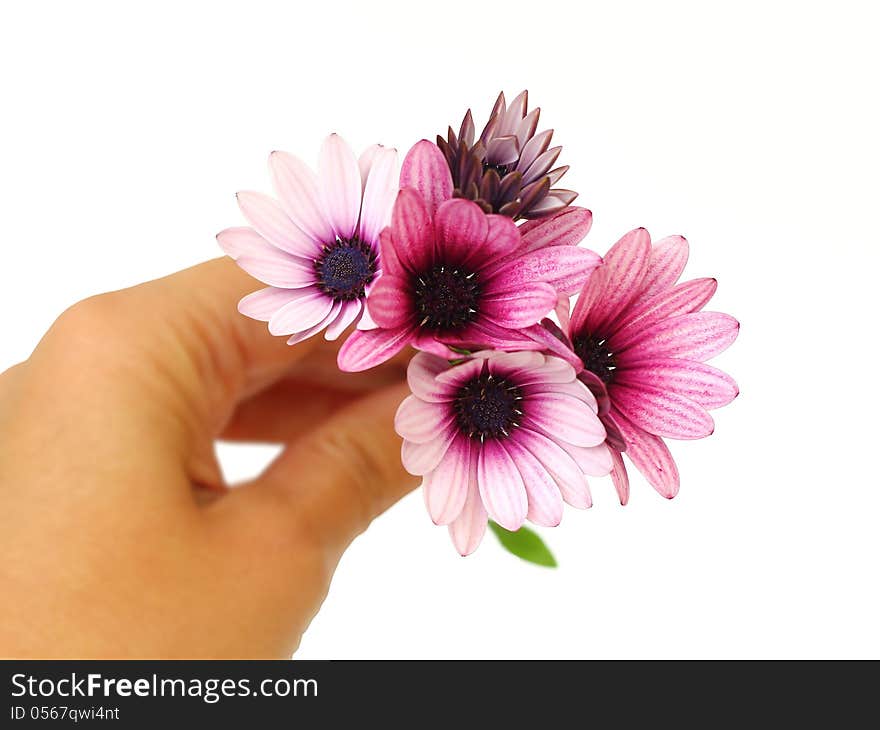 Fresh pink flowers in hand