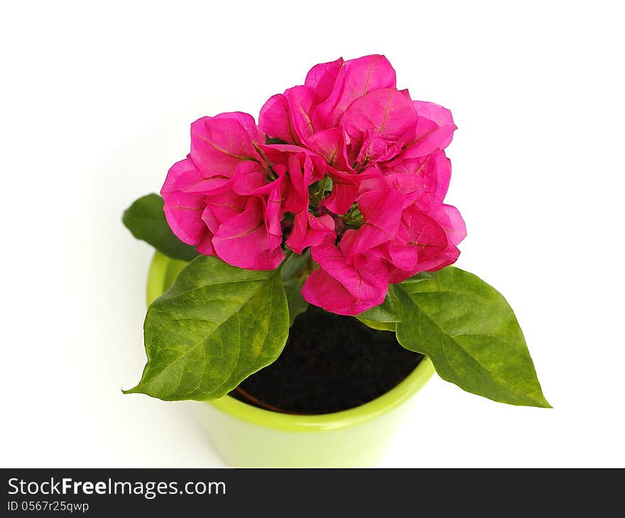 Pink bougainvillea on a white background