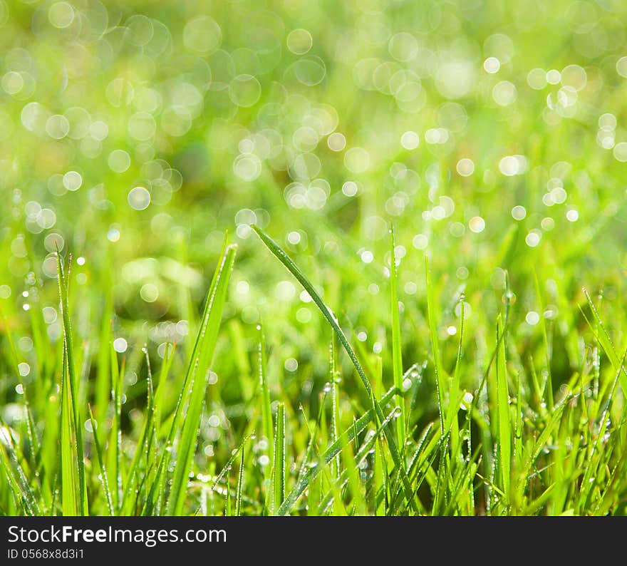 Fresh spring grass with drops on natural defocused light green background. Fresh spring grass with drops on natural defocused light green background.