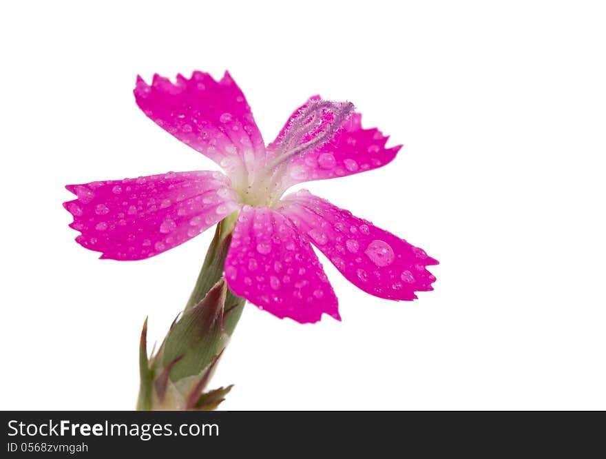 Purple flower isolated