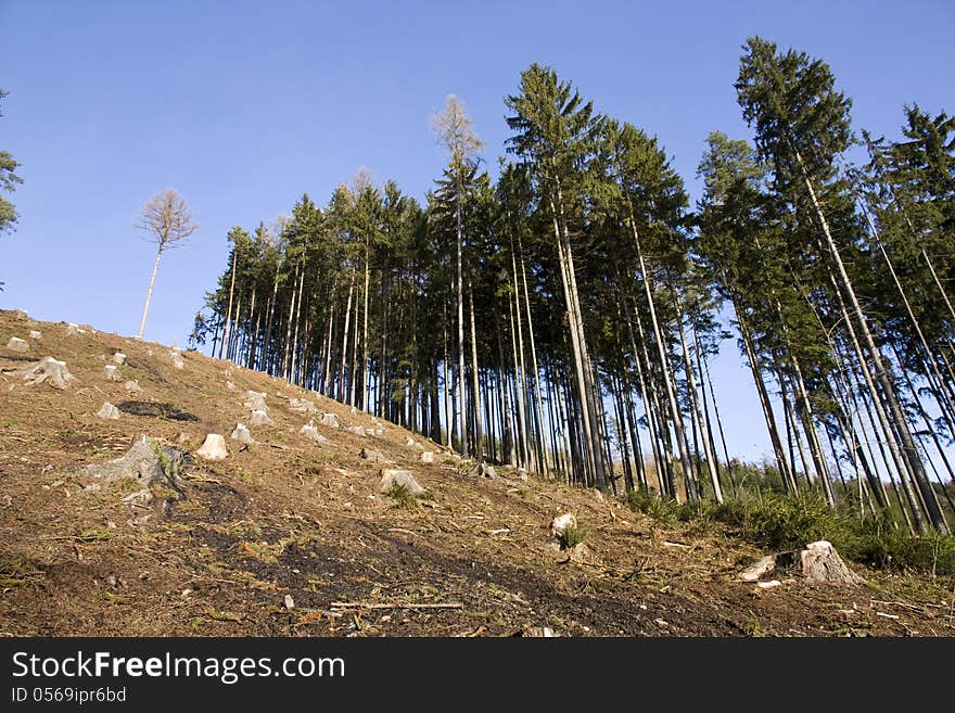 Felling of the forest, clearing in the woods. Felling of the forest, clearing in the woods