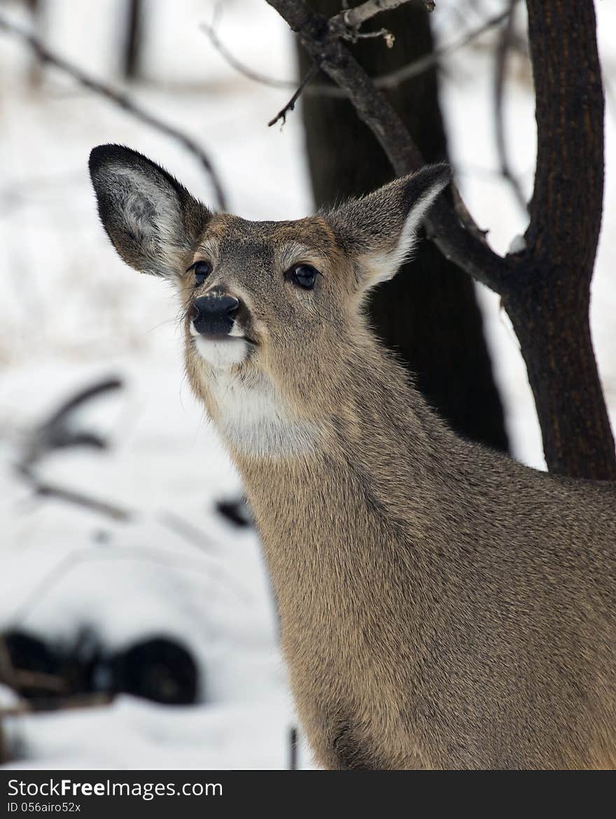 Sniffing Whitetail deer in the snow. Sniffing Whitetail deer in the snow