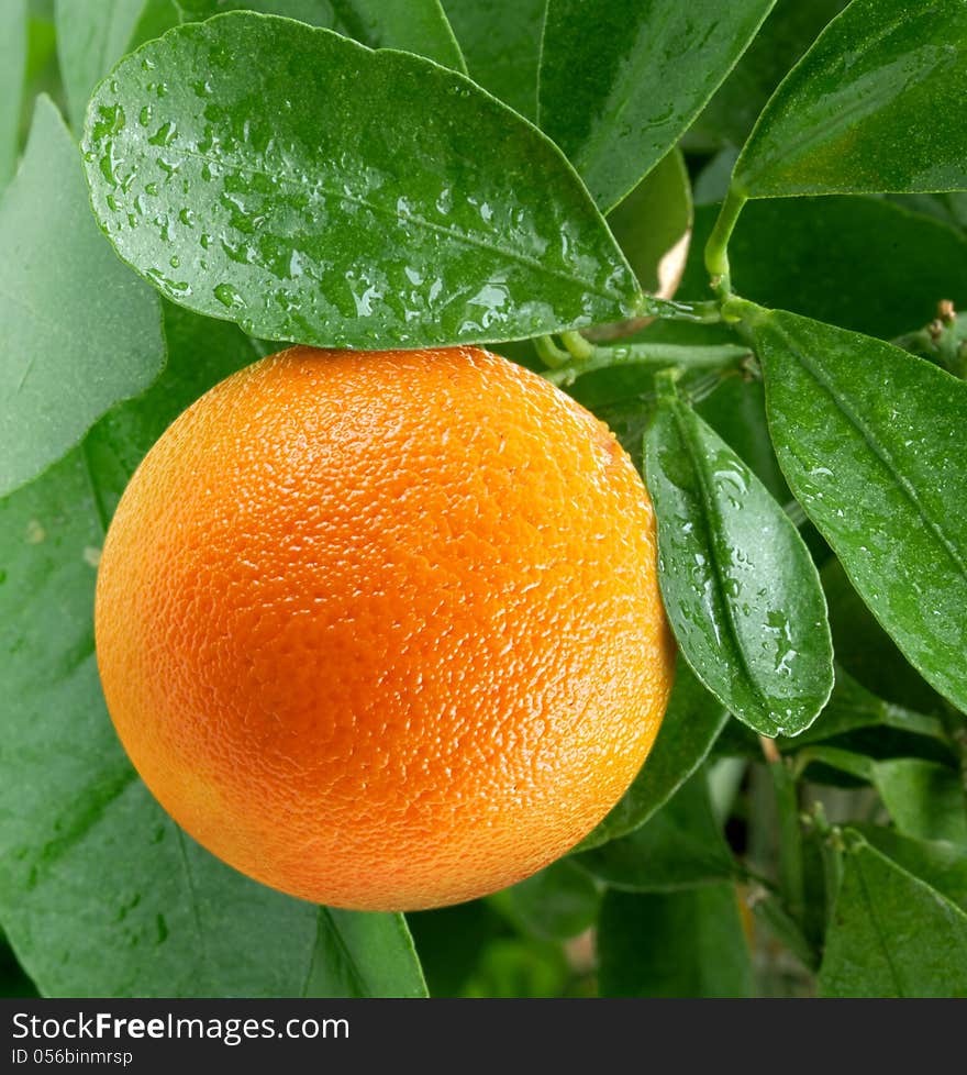 Oranges on a citrus tree.