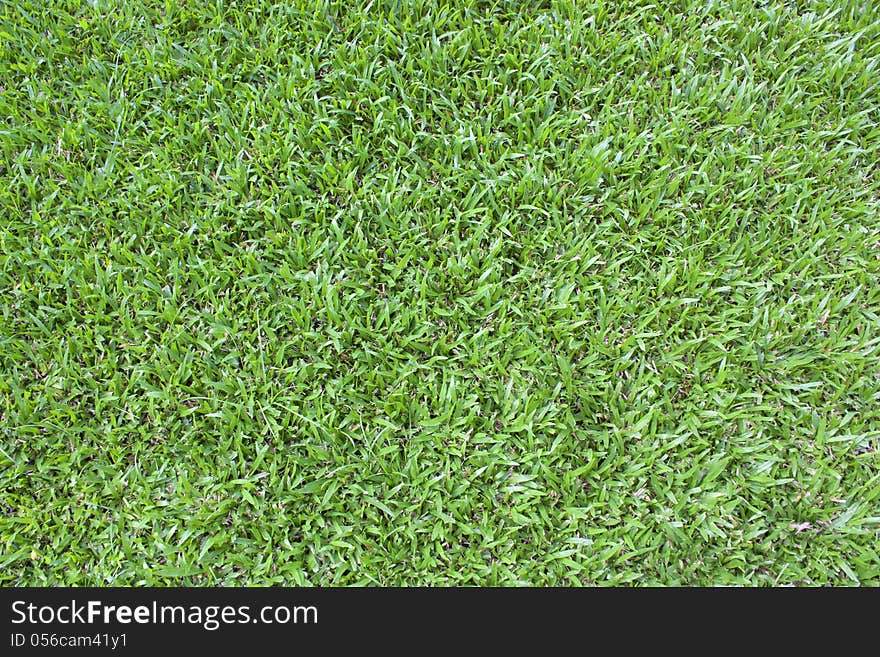 Beautiful green grass texture from golf course