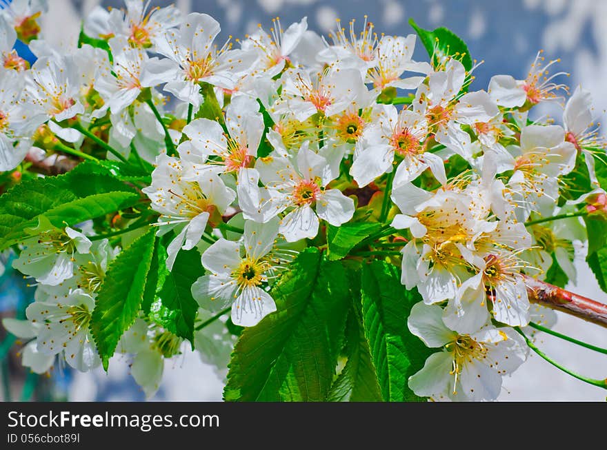 Blooming cherry branch on a background of the sky