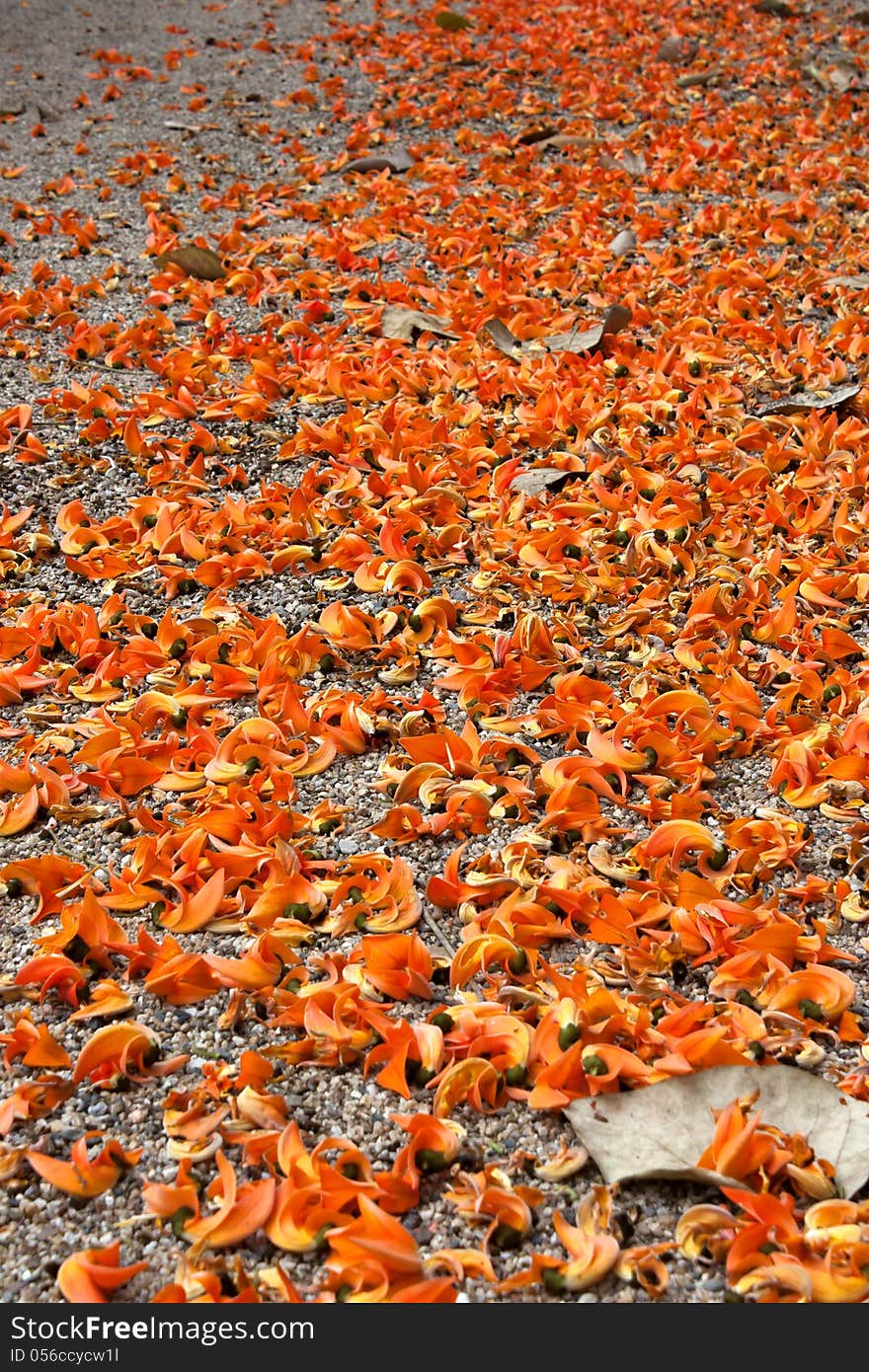 Dhak flower red drop in the sand. Dhak flower red drop in the sand.