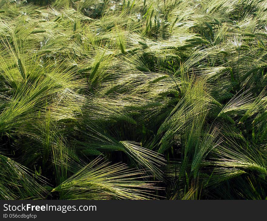 Green cereal field close-up as background