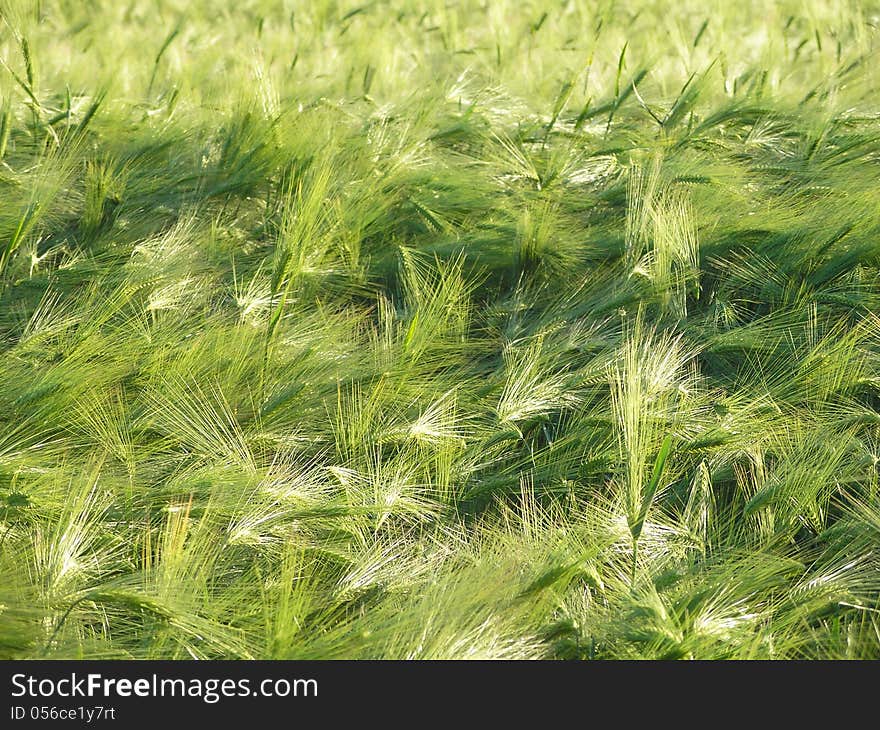 Cereal Field