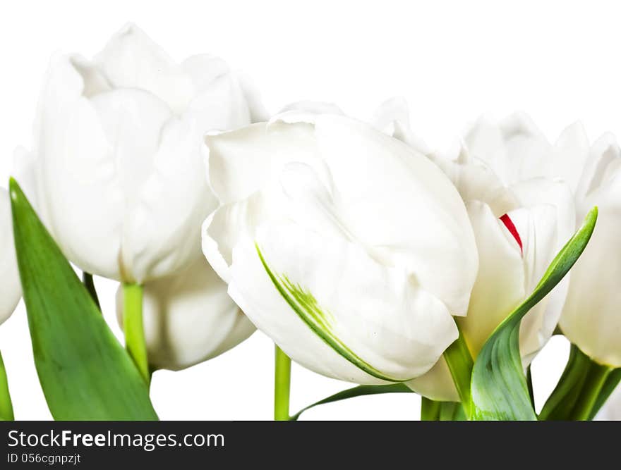 Spring white tulips isolated on white background