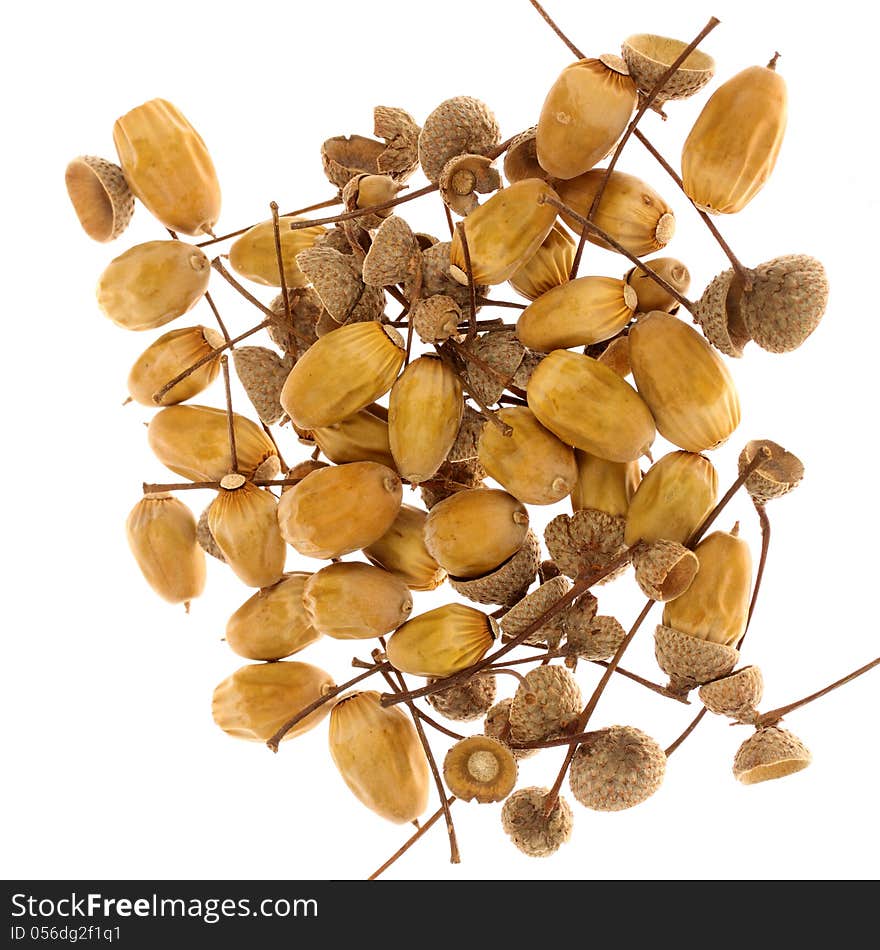 Acorns on the white background