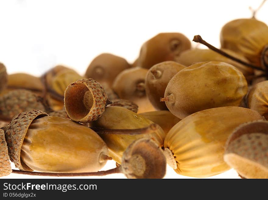 Acorns on the white background