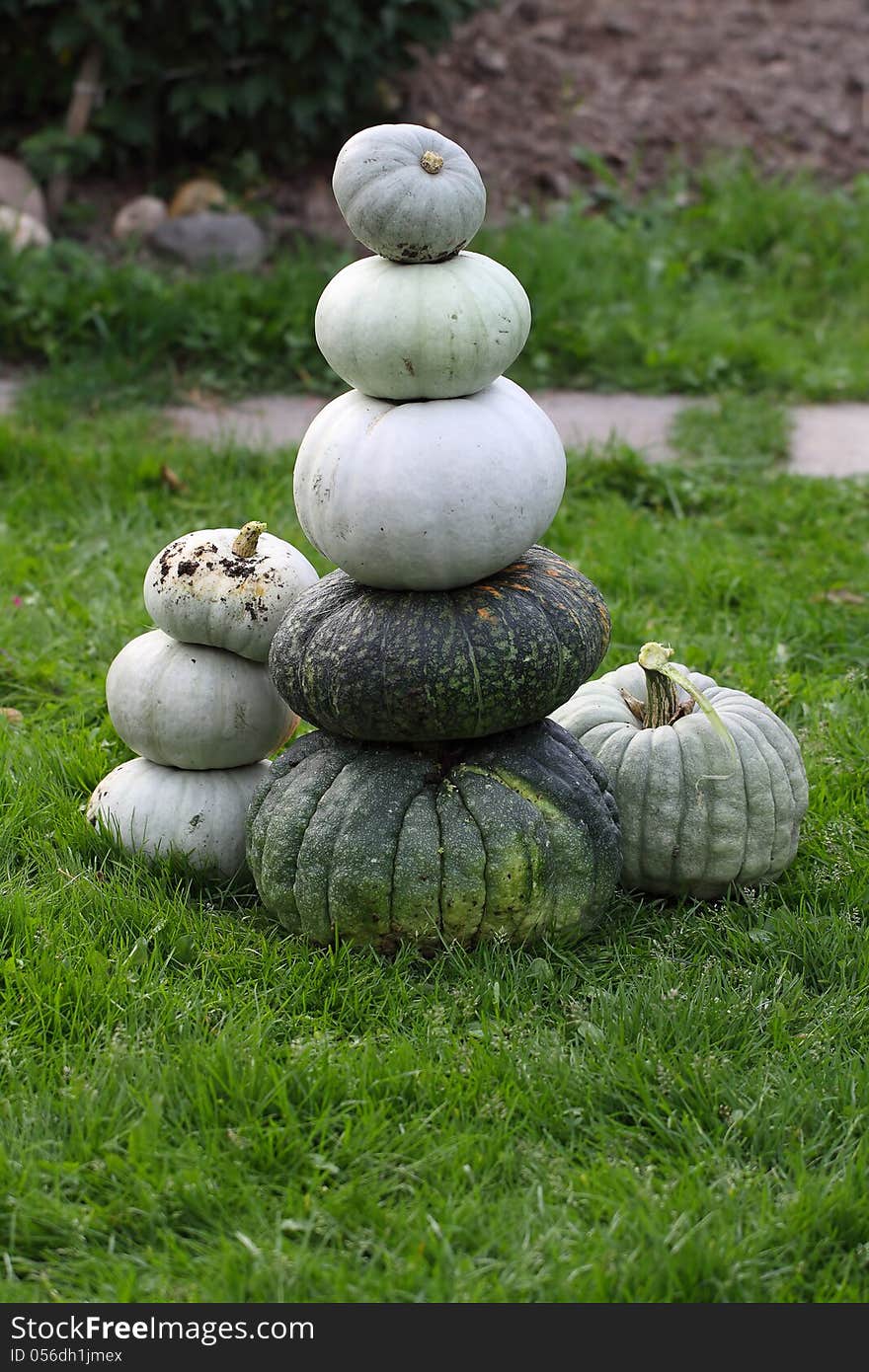 Fresh harvested pumpkins