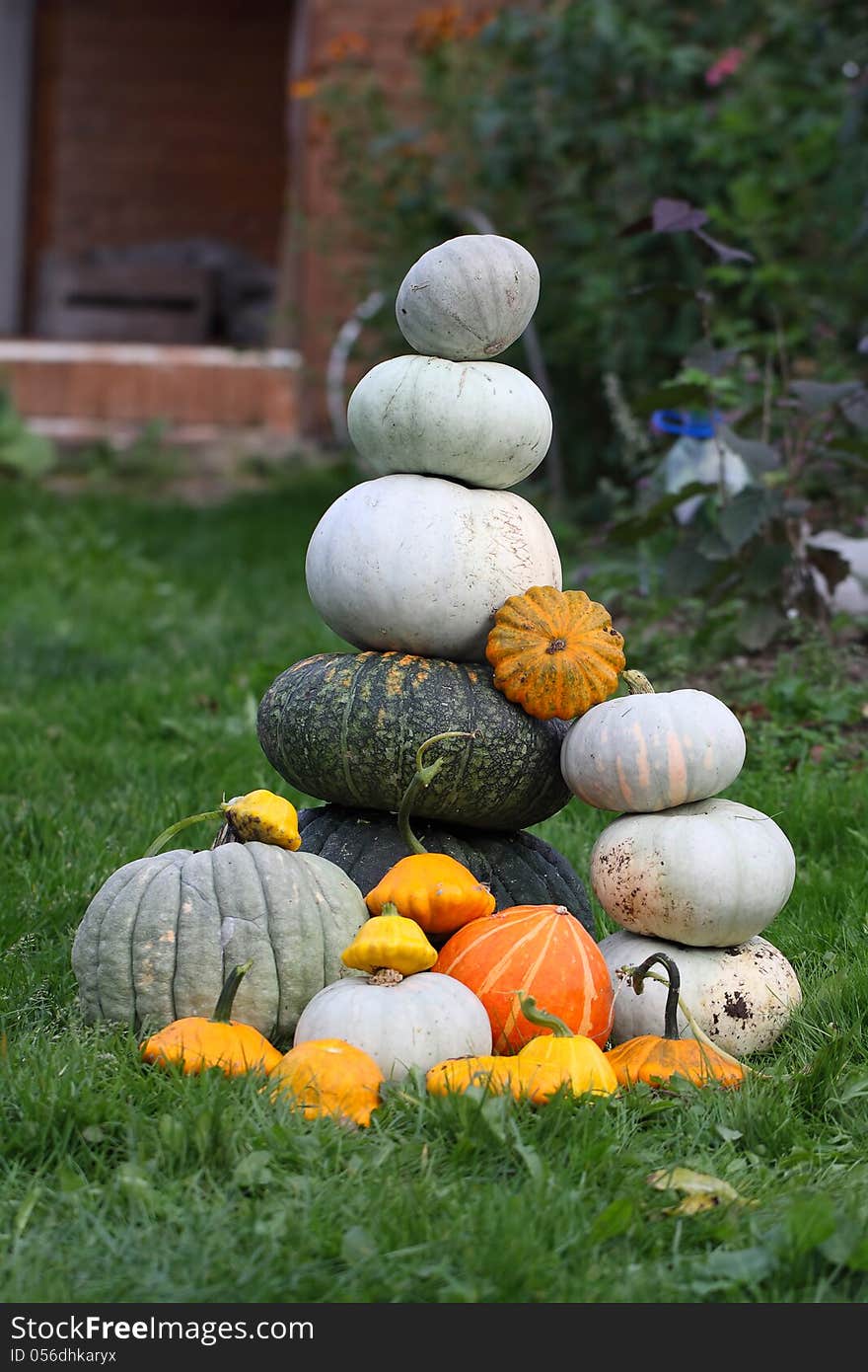 Fresh Harvested Pumpkins