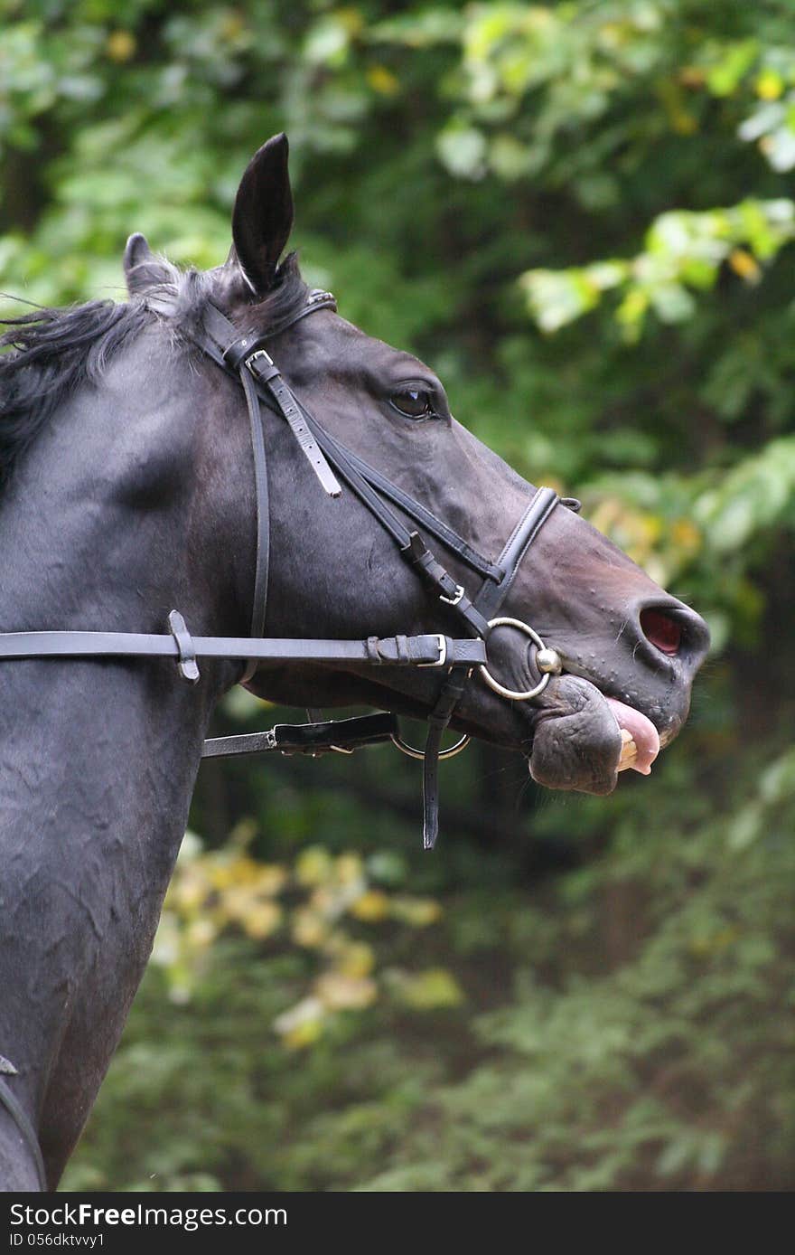 Head of a beautiful black horse thoroughbred. Head of a beautiful black horse thoroughbred