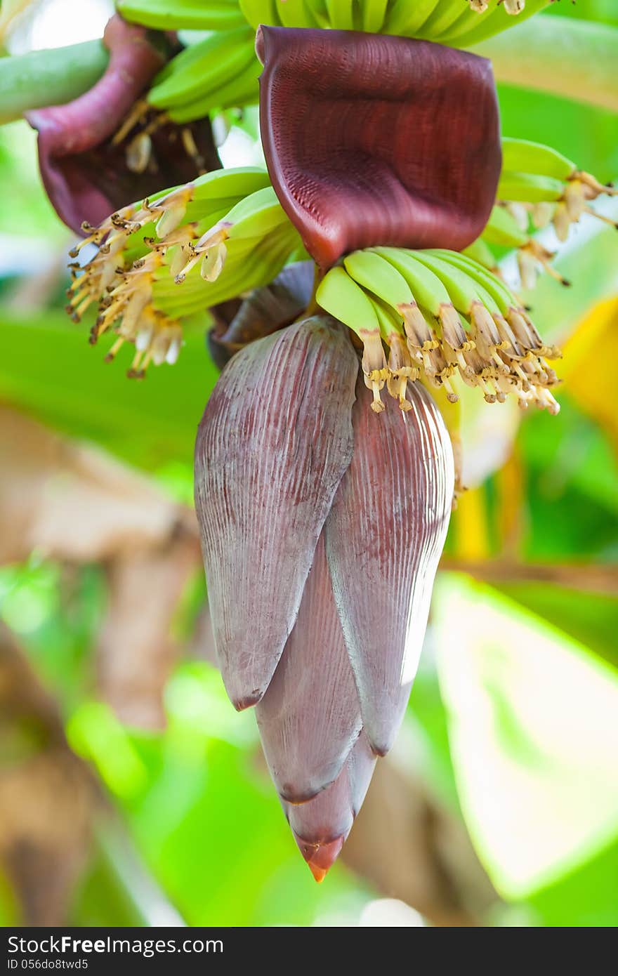 Banana flower in a tropical garden. Banana flower in a tropical garden