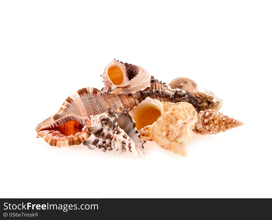 Collection of seashells on a white background