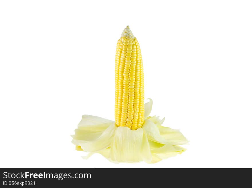 Corn isolated on white background