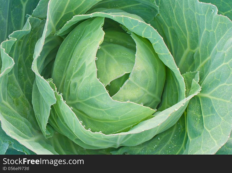 Green cabbage