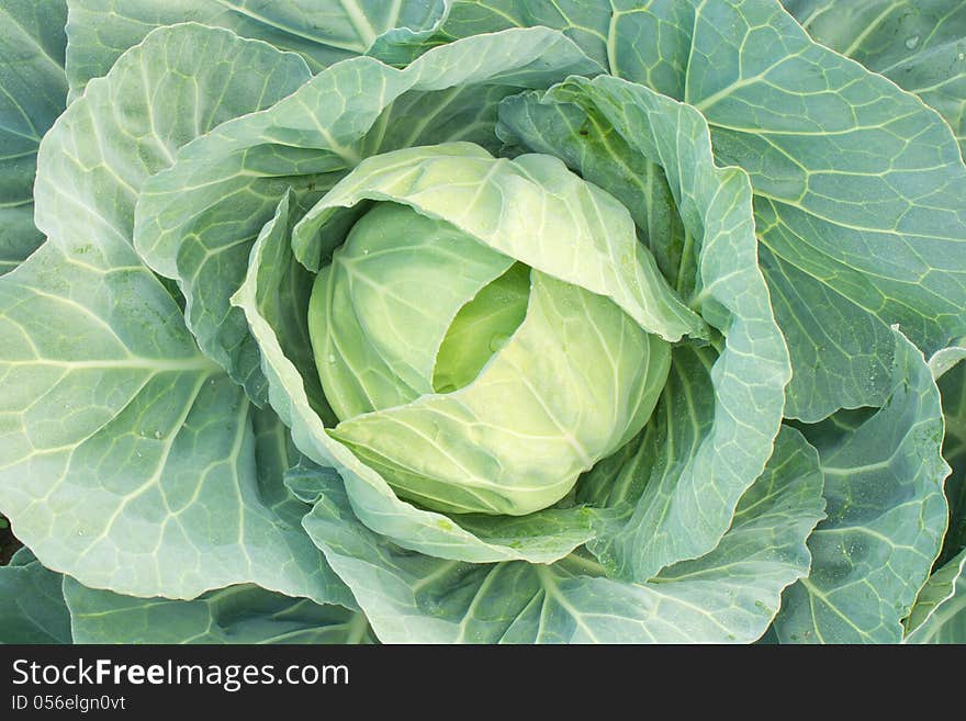 Green cabbage