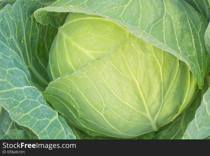 Green cabbage