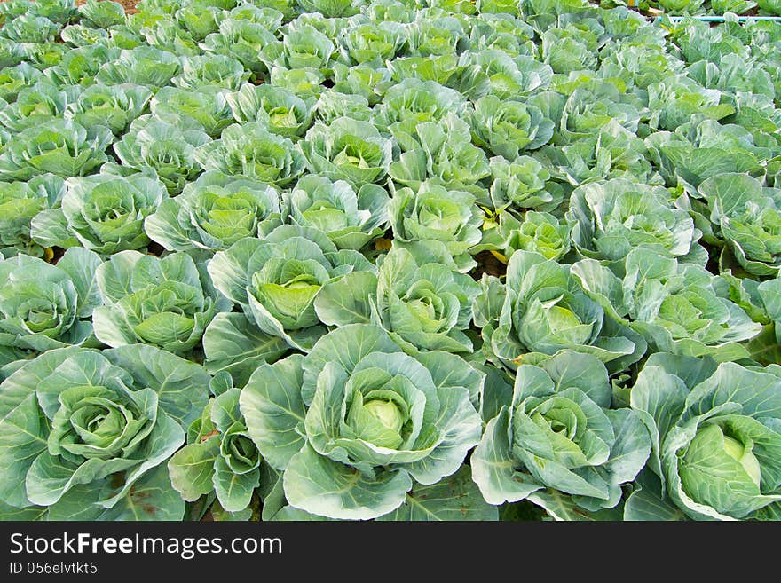 Green Cabbage