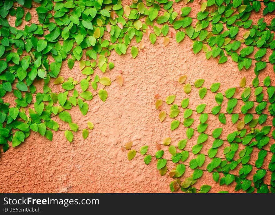 Green plant on the brown cement background. Green plant on the brown cement background