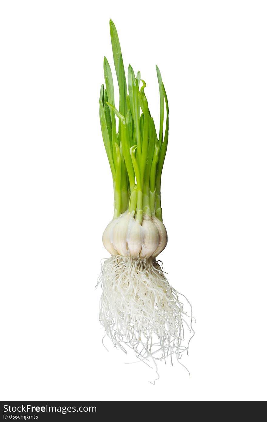 Sprouting Garlic