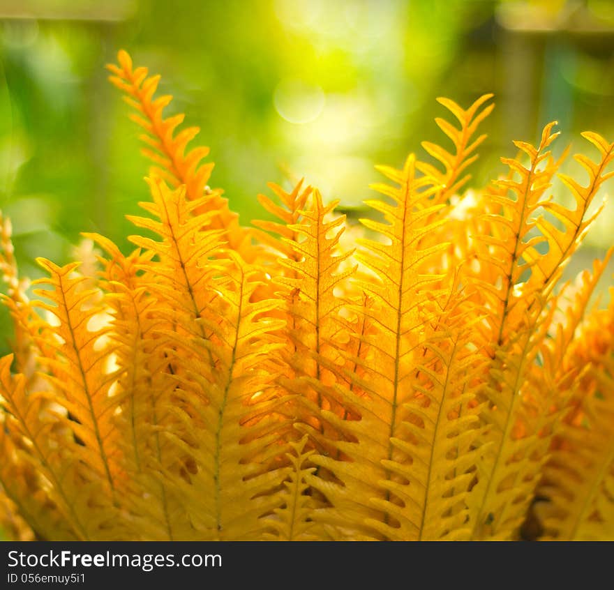 Golden fern in sunlight background