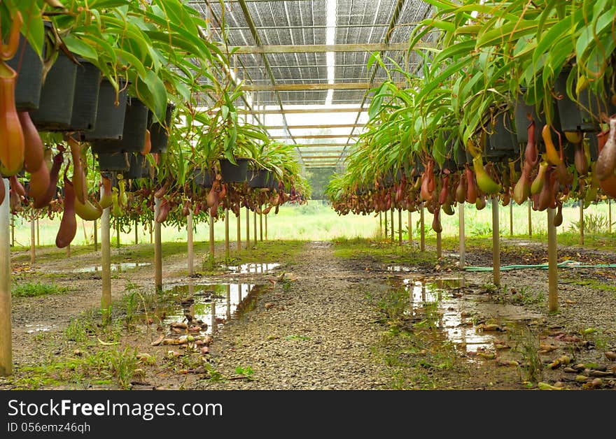 Nepenthes for sale in flower market, Thailand