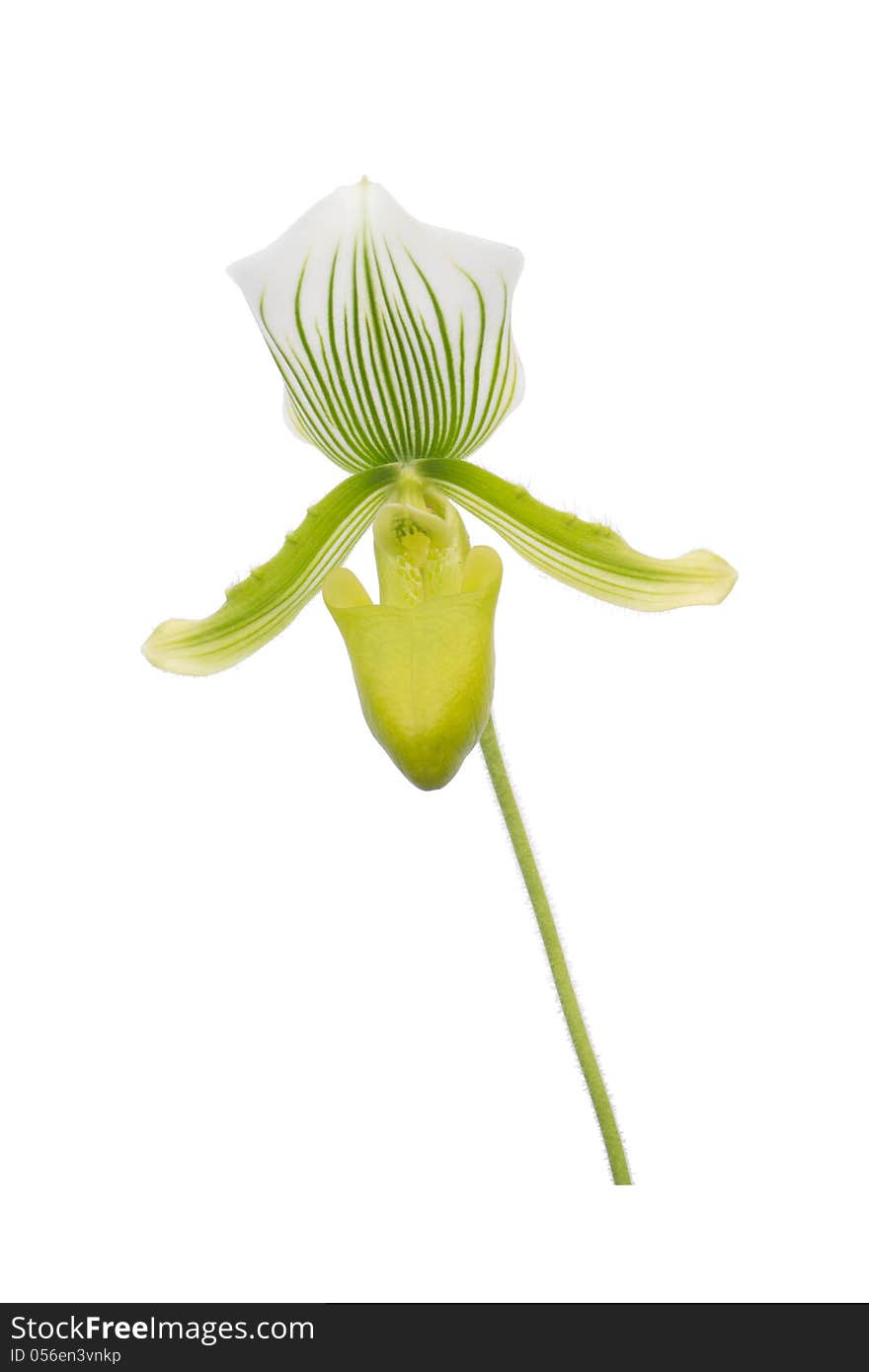 Paphiopedilum Maudiae