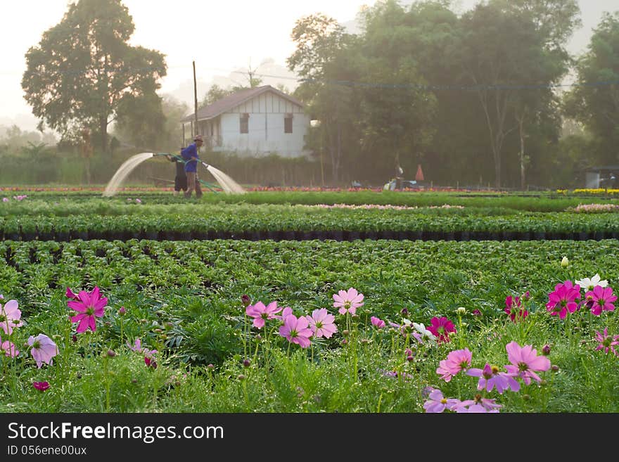 Gardener pour the water