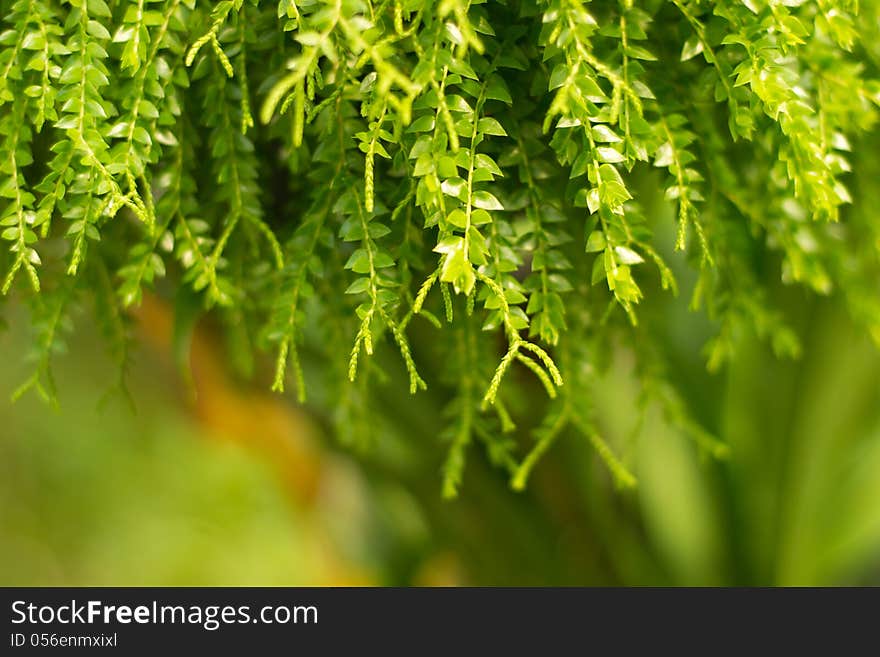 Picture of green fern background. Picture of green fern background