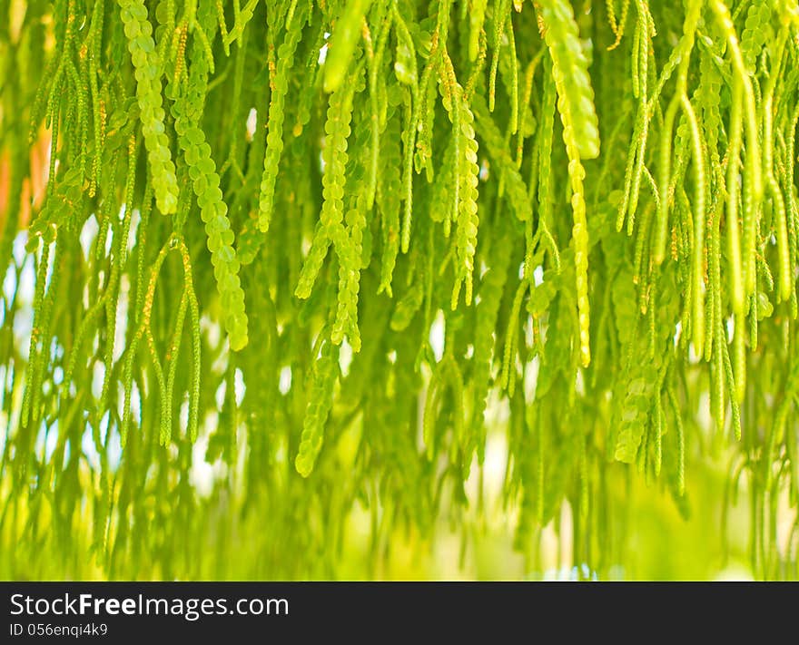 Picture of green fern background. Picture of green fern background