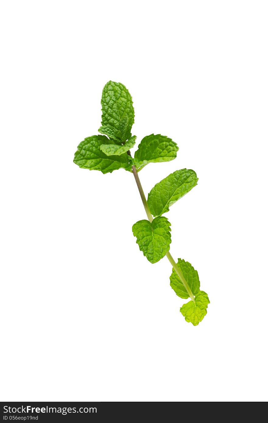 Peppermint isolated on white background