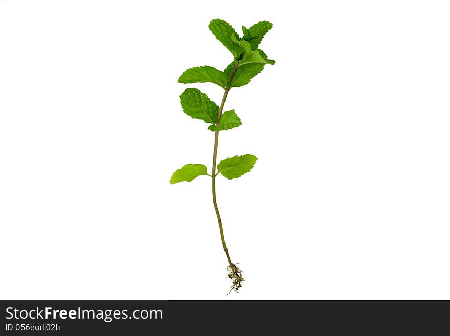 Peppermint isolated on white background