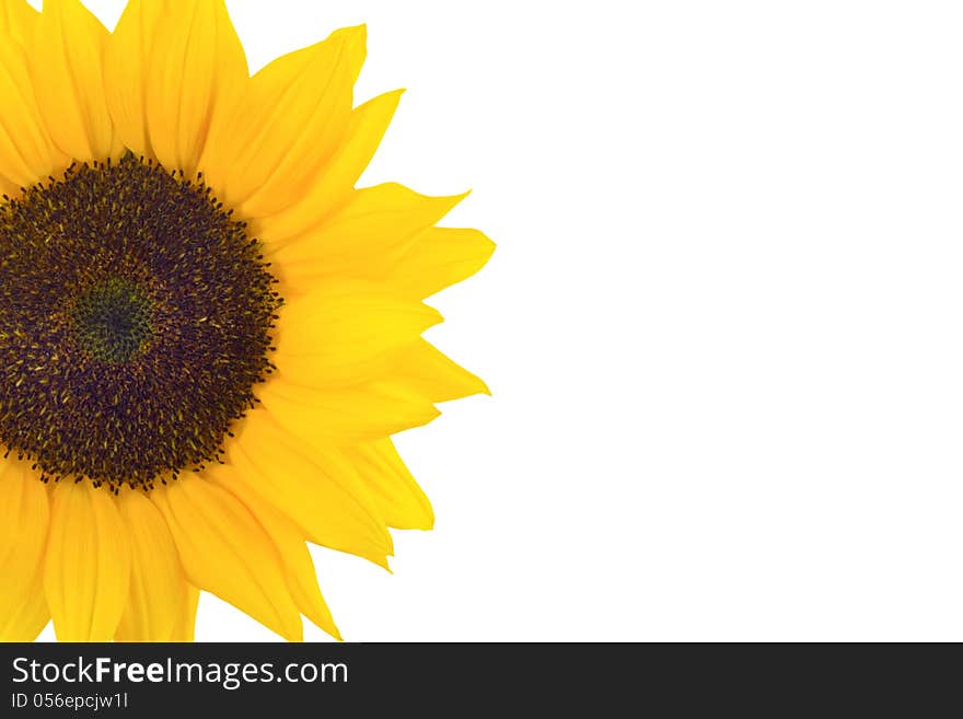 Sunflower isolated on white background. Sunflower isolated on white background