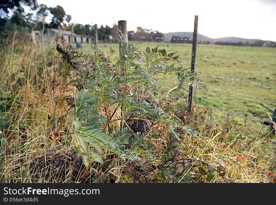 Bracken Fern