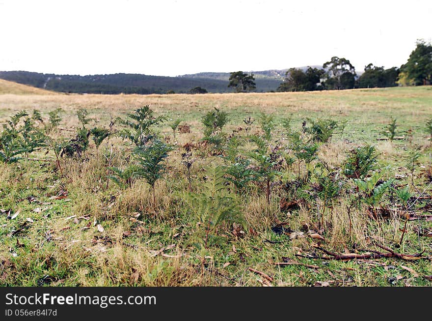 Bracken fern, or bracken, is a native perennial fern found in open forest, or on cleared land where it can form extensive colonies and be a troublesome weed that is difficult to eradicate.