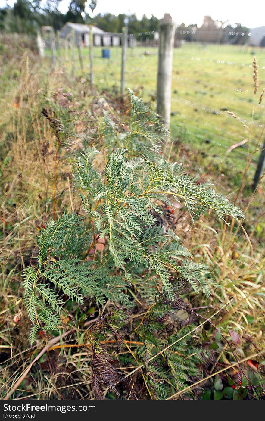 Bracken fern, or bracken, is a native perennial fern found in open forest, or on cleared land where it can form extensive colonies and be a troublesome weed that is difficult to eradicate.