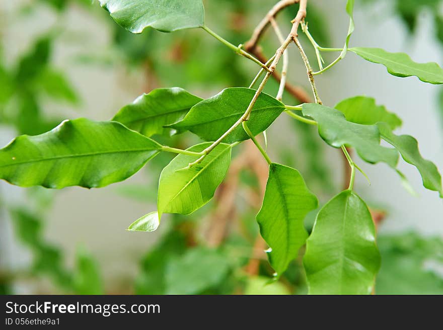 Branch with green leaves on blured background